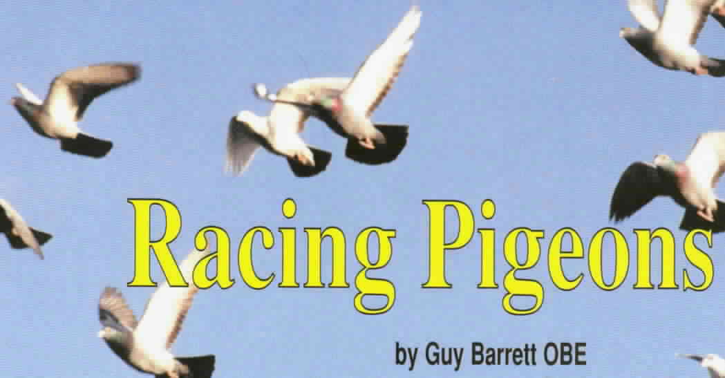 Racing Pigeons by Guy Barrett OBE